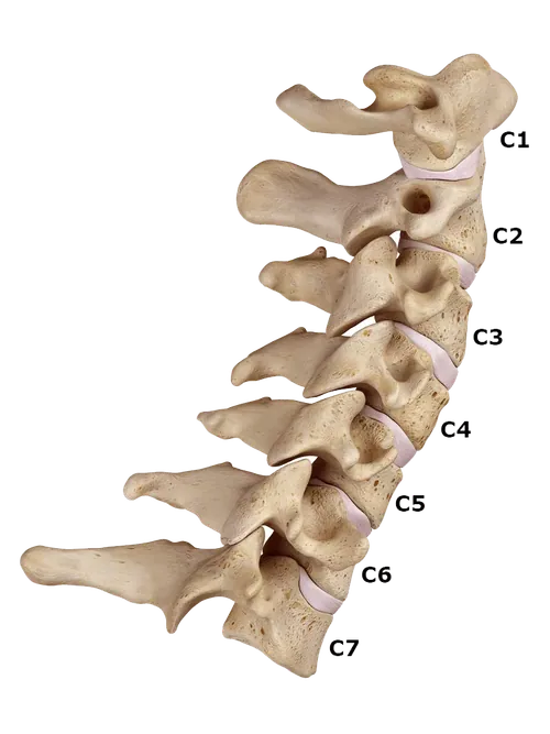 Cervical spine section