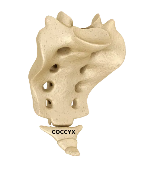 Coccyx spine section