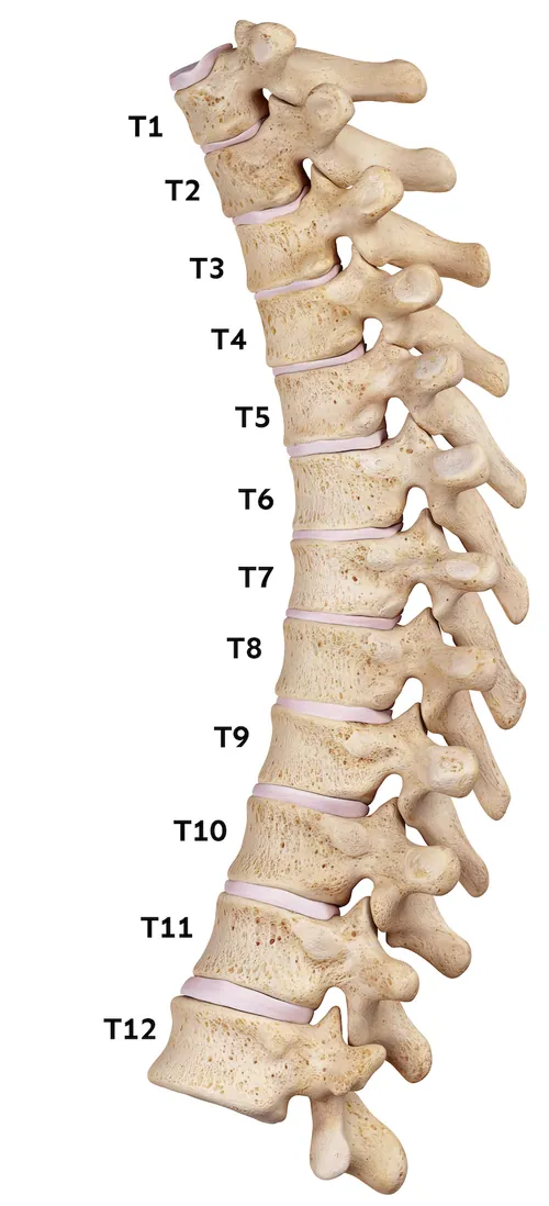 Thoracic spine section